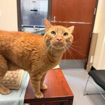 Whiskers Nelson -  Domestic Short Hair Cat for Adoption in Merriam, Kansas - Whiskers Nelson | PetCurious