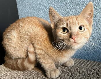 Rescue Domestic Short Hair Cats for Adoption in San Luis Obispo, California - Jalapeno - Orange Boy | PetCurious