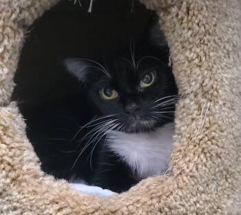 Rescue Domestic Short Hair and Tuxedo Cats for Adoption in Lemont, Illinois - Squirt | PetCurious