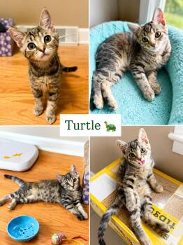 Turtle (FCID# 06/16/2026 - 40) -  Calico and Tabby Cat for Adoption in Greenville, Delaware - Turtle (FCID# 06/16/2026 - 40) | PetCurious