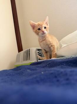Tigger -  Domestic Short Hair Cat for Adoption in Harvey, Louisiana - Tigger | PetCurious