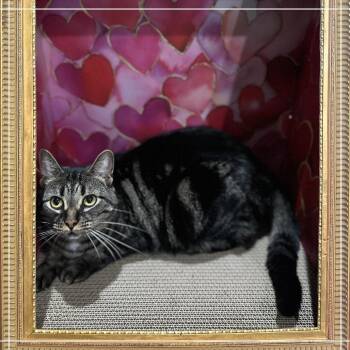 Pebbles -  Domestic Short Hair Cat for Adoption in Greenfield, Indiana - Pebbles | PetCurious