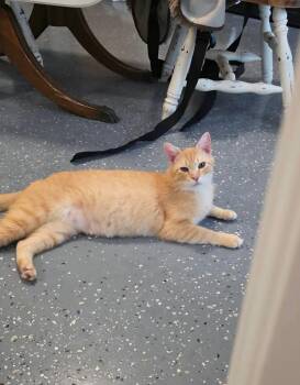 Domestic Short Hair Cats Available for Adoption in Miami, Oklahoma - Orange Guy (OG) | PetCurious