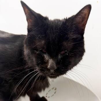 Hana -  Domestic Short Hair Cat for Adoption in Las Vegas, Nevada - Hana | PetCurious