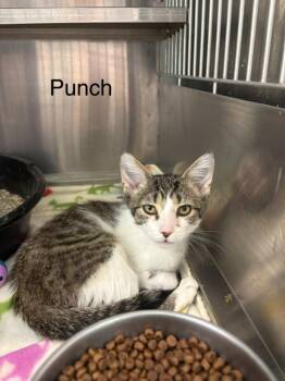 Punch -  Domestic Short Hair Cat for Adoption in Cambridge, Maryland - Punch | PetCurious