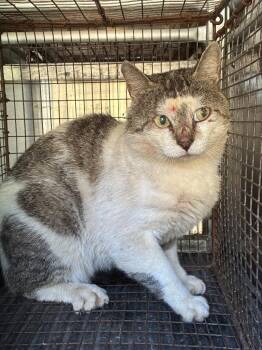 Preston -  Domestic Short Hair Cat Available for Adoption in New Braunfels, Texas - Preston | PetCurious