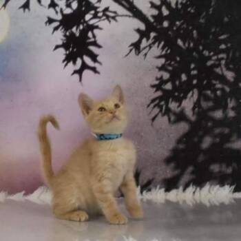 Domestic Short Hair Cats Available for Adoption in Yuma, Arizona - Toad | PetCurious