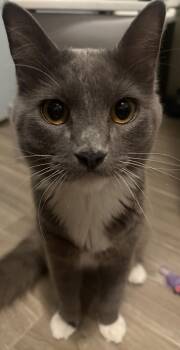 Domestic Short Hair Cats Available for Adoption - Moe Purrfection | PetCurious