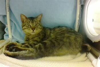 DUNCAN -  Domestic Short Hair Cat Available for Adoption in Omaha, Nebraska - DUNCAN | PetCurious