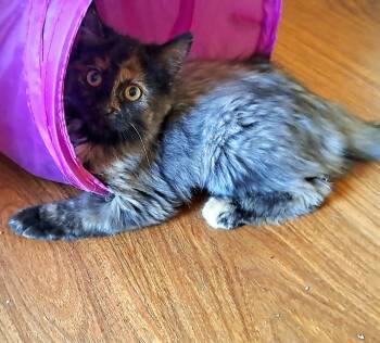 Rescue Domestic Medium Hair and Domestic Short Hair Cats for Adoption in Lansing, Michigan - Elphaba (25-218 C) | PetCurious