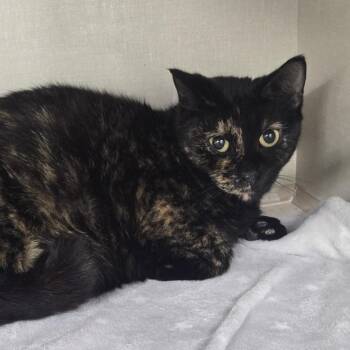 Domestic Short Hair Cats Available for Adoption in Tawas City, Michigan - Abby 26-083 | PetCurious