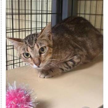 Fawn -  Domestic Short Hair Cat for Adoption in New York, New York - Fawn | PetCurious