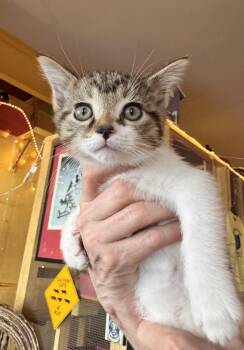 Tabby Cats Available for Adoption in Memphis, Tennessee - Skye | PetCurious