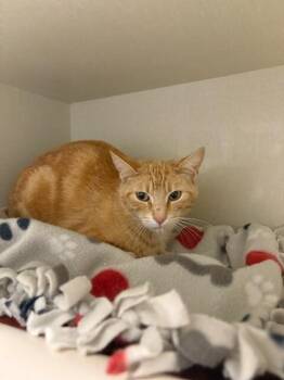 Domestic Short Hair Cats Available for Adoption in Fort Collins, Colorado - Marigold | PetCurious