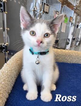 Ross -  Domestic Medium Hair Cat for Adoption in Sidney, Ohio - Ross | PetCurious