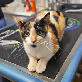 Domestic Short Hair Cats Available for Adoption - Rice Cake | PetCurious