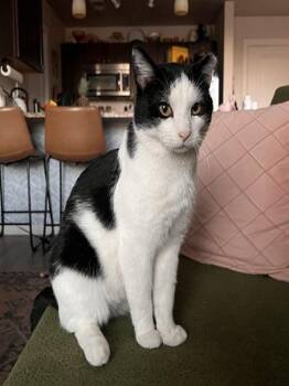 Rescue Domestic Short Hair Cats for Adoption in Denver, Colorado - Cowboy | PetCurious