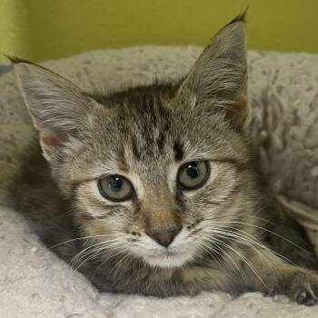 Paprika -  Domestic Short Hair Cat for Adoption in New Philadelphia, Ohio - Paprika | PetCurious