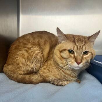 Domestic Short Hair Cats Available for Adoption in Riverwoods, Illinois - Zest | PetCurious