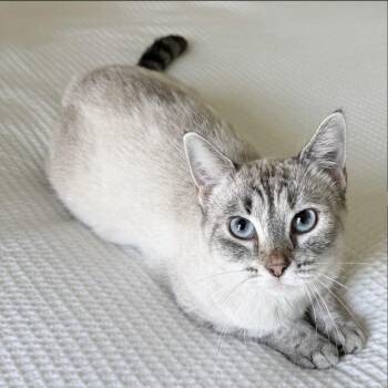 Aspen -  Siamese Cat for Adoption - Aspen | PetCurious