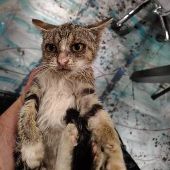 Sparkles -  Domestic Short Hair Cat for Adoption in Coos Bay, Oregon - Sparkles | PetCurious