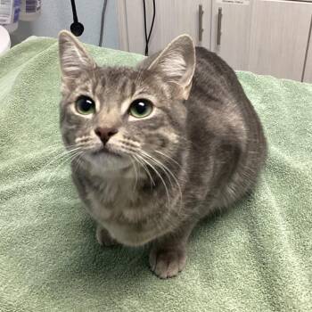 Slurpee -  Domestic Short Hair Cat for Adoption in Riverside, California - Slurpee | PetCurious