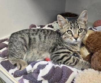 Rescue Domestic Short Hair Cats for Adoption in Larned, Kansas - Tango | PetCurious