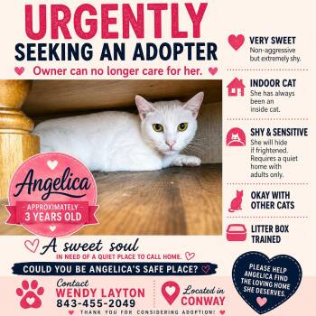 Angelica (urgent-courtesy listing) -  Domestic Short Hair Cat for Adoption in Myrtle Beach, South Carolina - Angelica (urgent-courtesy Listing) | PetCurious