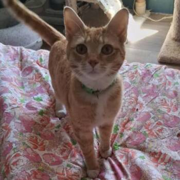Domestic Short Hair Cats Available for Adoption in Lumberton, North Carolina - Murphy | PetCurious