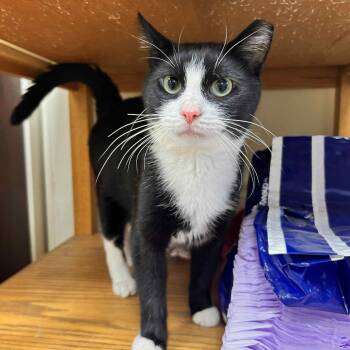 Rescue Tuxedo Cats for Adoption in Myerstown, Pennsylvania - Vinny | PetCurious