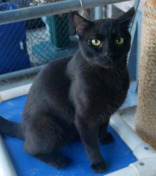Jameson -  Domestic Short Hair and Bombay Cat for Adoption in Bloomingdale, New Jersey - Jameson | PetCurious