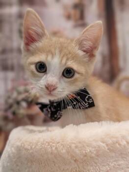 Reeses -  Domestic Short Hair Cat for Adoption in Fremont, California - Reeses | PetCurious