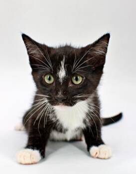 Shady -  Domestic Short Hair Cat Available for Adoption in Morton Grove, Illinois - Shady | PetCurious