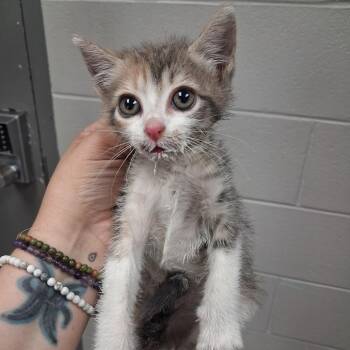 American Shorthair Cats Available for Adoption in Lufkin, Texas - Shirley | PetCurious