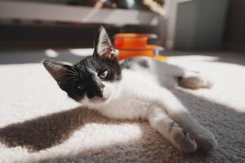 Nyx -  Domestic Short Hair Cat for Adoption in Kettering, Ohio - Nyx | PetCurious