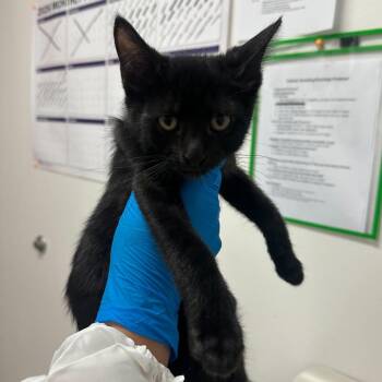Zoe -  Domestic Short Hair Cat for Adoption in Edinburg, Texas - Zoe | PetCurious