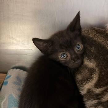Blue -  Domestic Short Hair Cat for Adoption in Charleston, West Virginia - Blue | PetCurious