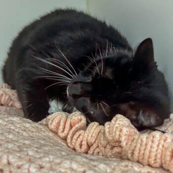Dilly -  Domestic Short Hair Cat for Adoption in West Palm Beach, Florida - Dilly | PetCurious