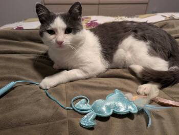 Quigley Smitty -  Domestic Short Hair Cat for Adoption in Edmonton, Alberta - Quigley Smitty | PetCurious
