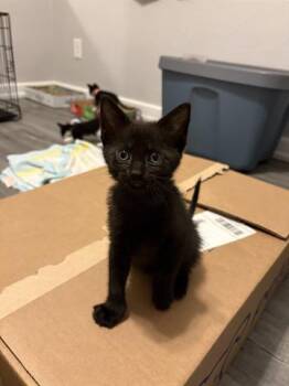 Domestic Short Hair Cats Available for Adoption in Orlando, Florida - EMBER | PetCurious