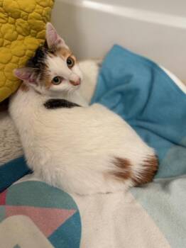 Rescue Calico Cats for Adoption in Novato, California - Sophie | PetCurious