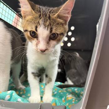 Tater Tot -  Domestic Short Hair Cat for Adoption in Starkville, Mississippi - Tater Tot | PetCurious
