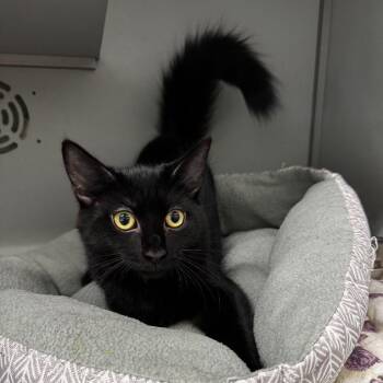 Frodo -  Domestic Medium Hair Cat for Adoption in Honesdale, Pennsylvania - Frodo | PetCurious
