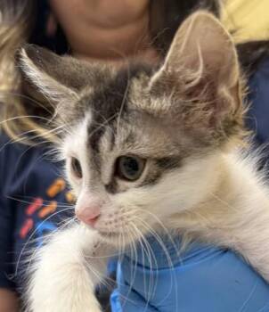 Watts -  Domestic Short Hair Cat for Adoption in Honolulu, Hawaii - Watts | PetCurious