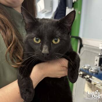 Domestic Short Hair Cats Available for Adoption in Washington, District Of Columbia - Spot | PetCurious