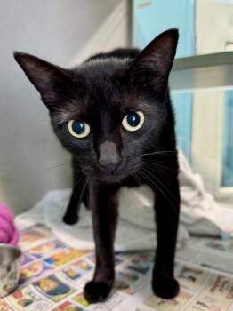 Isabella (PetSmart Claiborne) -  Domestic Short Hair Cat for Adoption in New Orleans, Louisiana - Isabella (PetSmart Claiborne) | PetCurious