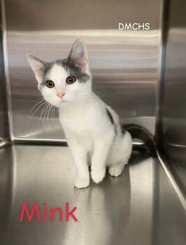 Rescue Domestic Short Hair Cats for Adoption in Burlington, Iowa - Mink | PetCurious