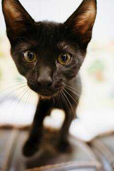 Julius -  Domestic Short Hair Cat for Adoption in Newberg, Oregon - Julius | PetCurious
