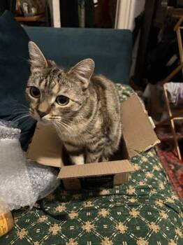 Bay Laurel -  Domestic Short Hair Cat for Adoption - Bay Laurel | PetCurious
