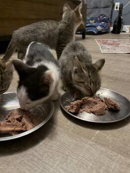 Tight End -  Domestic Short Hair Cat for Adoption in Broomall, Pennsylvania - Tight End | PetCurious